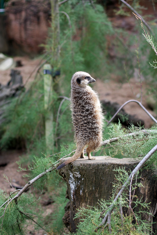 london zoo