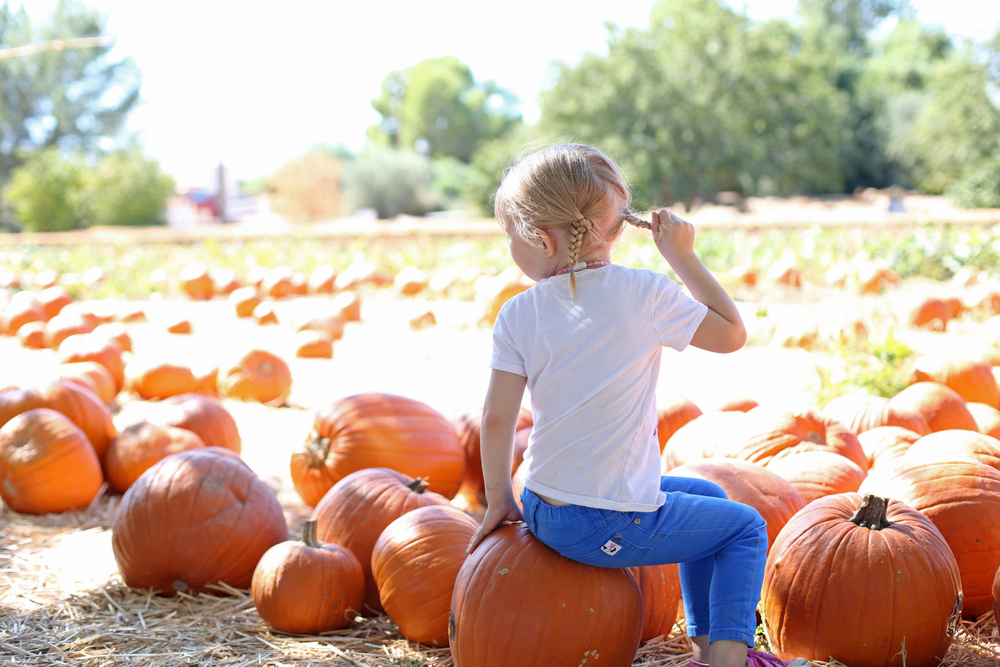 Pumpkin Patch Field Trip - Simply Kinder