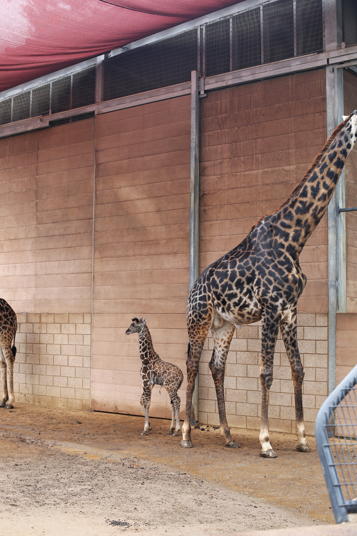 BabyGiraffeSanDiegoZoo-1 - Everyday Reading