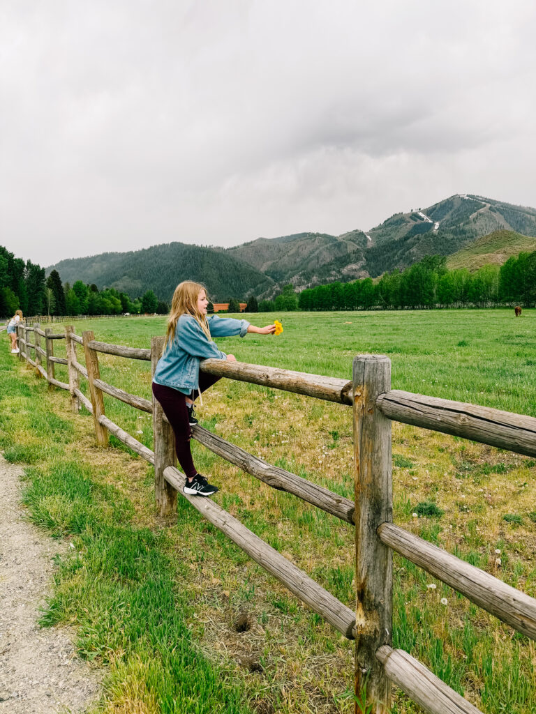 girl attempting to feed a horse flowers